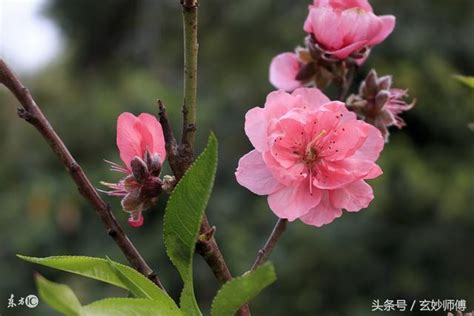 爛桃花很多|什麼是爛桃花 如何化解爛桃花